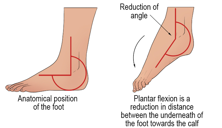 Therefore, plantar flexion is the decrease in angle from the bottom of the foot and calf muscle.